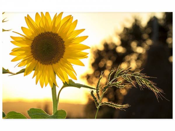 Kostenloser Stromrechner für günstige Strom Preise