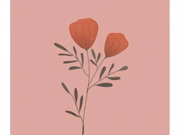 Hochwertige Kartonschachteln