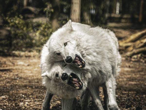 Tree Inn - Das Baumhaushotel